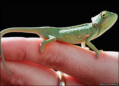 Chameleon Chameleon